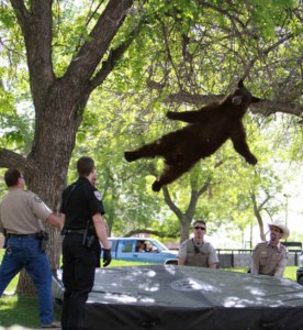 Bear Trampoline