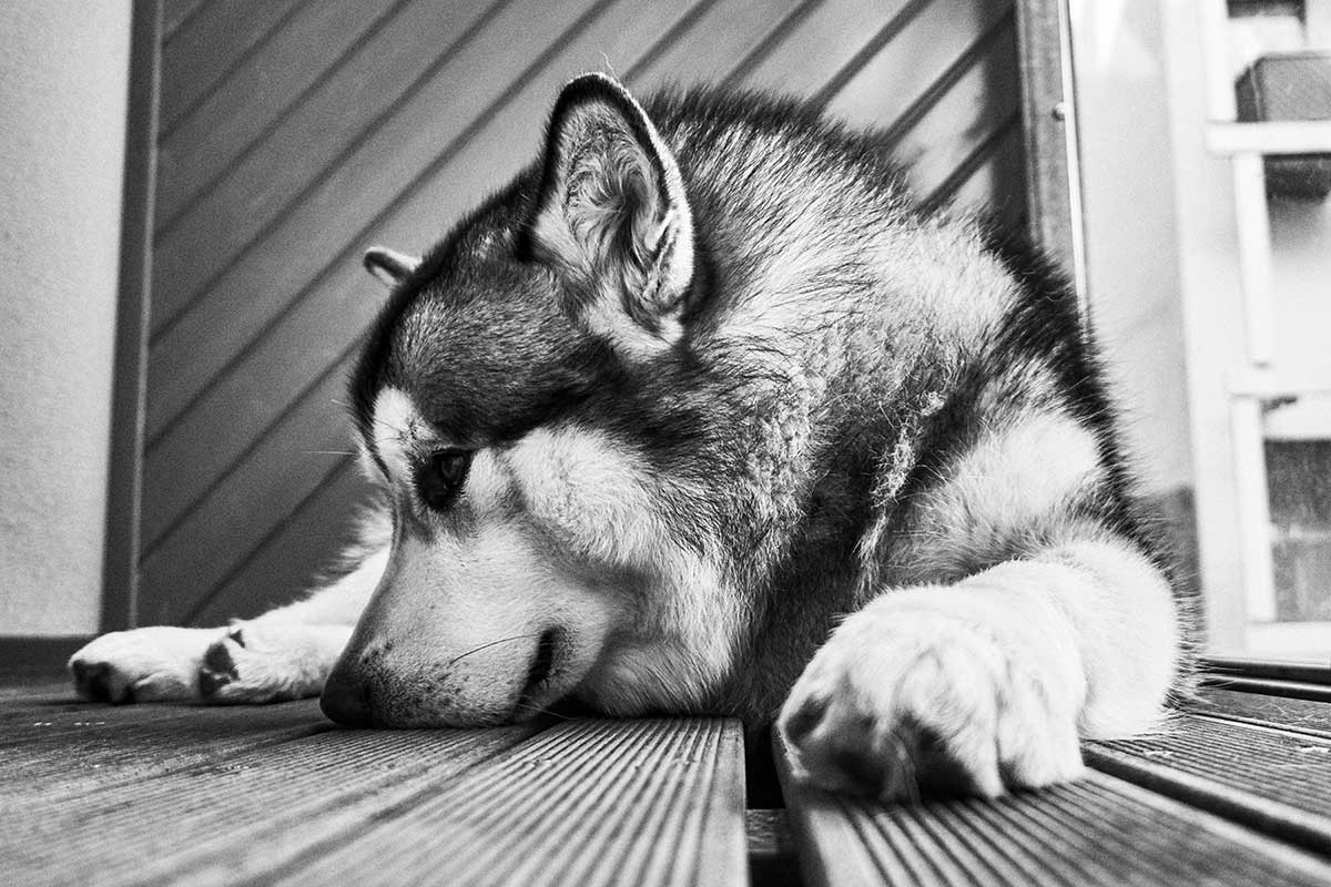 sad_husky
